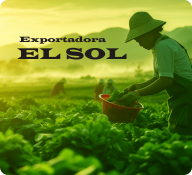 exportadora el sol